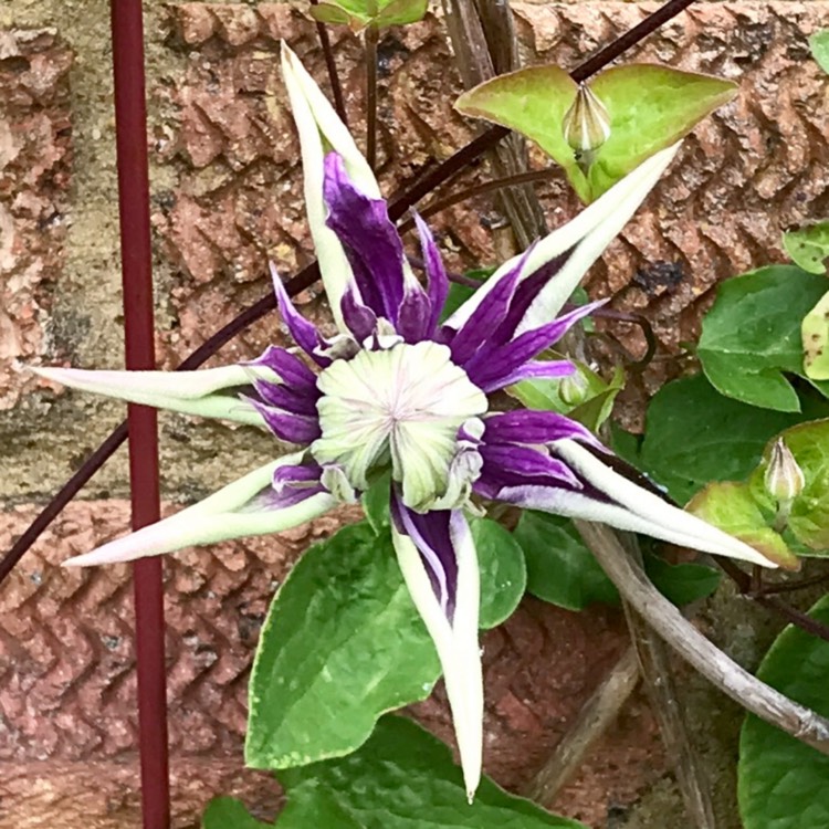plant image 1670687 plant image 1670687