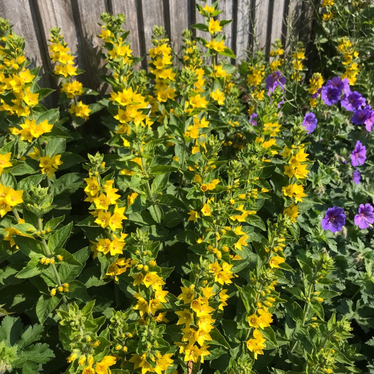 plant image 1672236 plant image 1672236