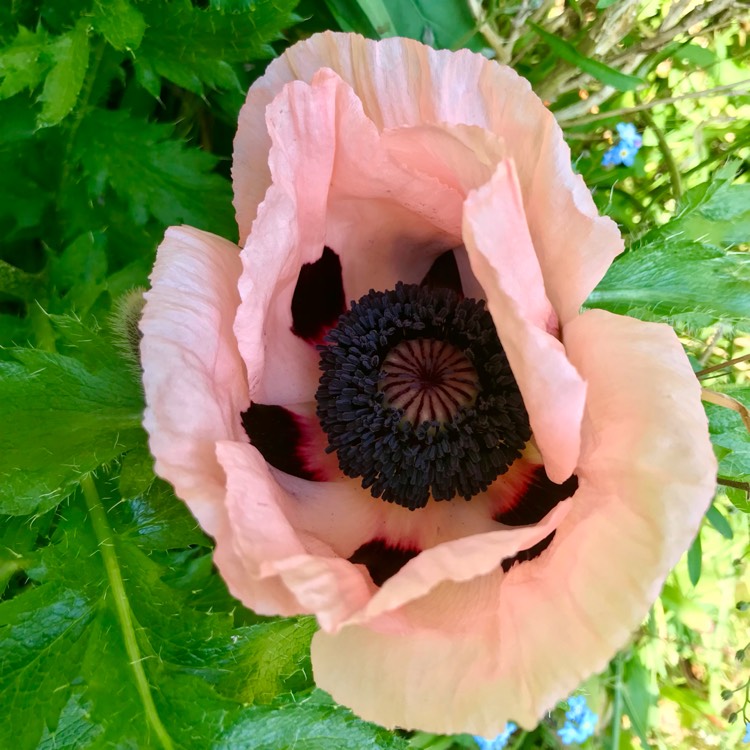 plant image 1672406 plant image 1672406
