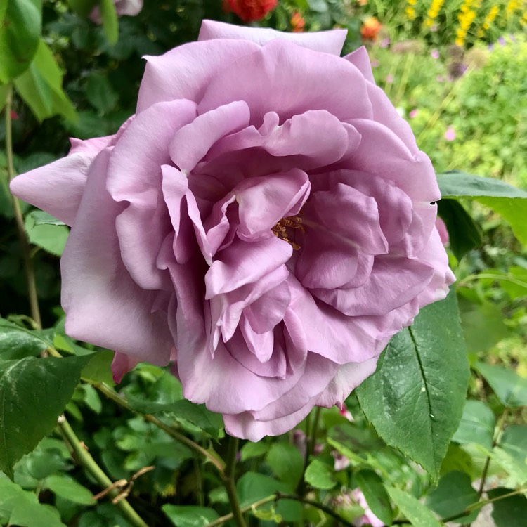 plant image 1672412