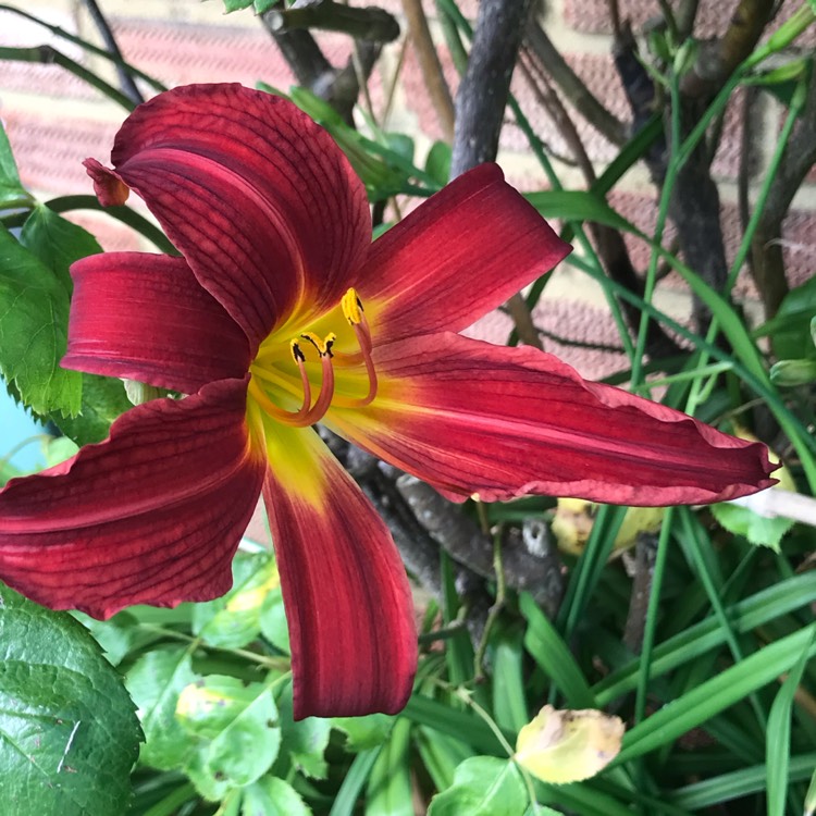 plant image 1673915 plant image 1673915