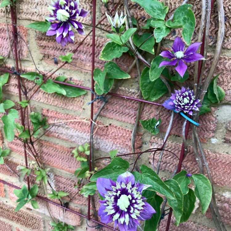 plant image 1673927 plant image 1673927