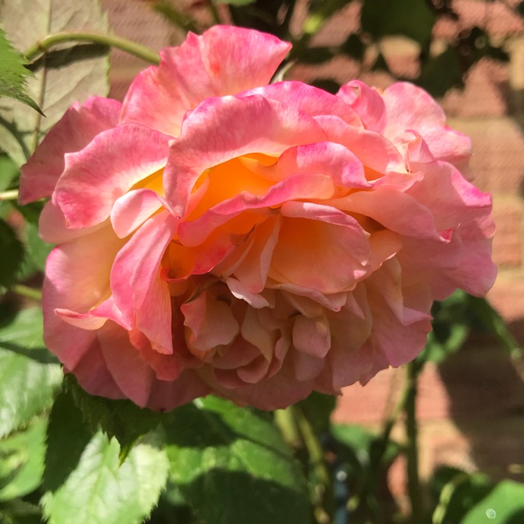 plant image 1673928 plant image 1673928