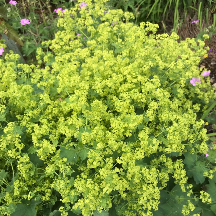 plant image 1673931 plant image 1673931