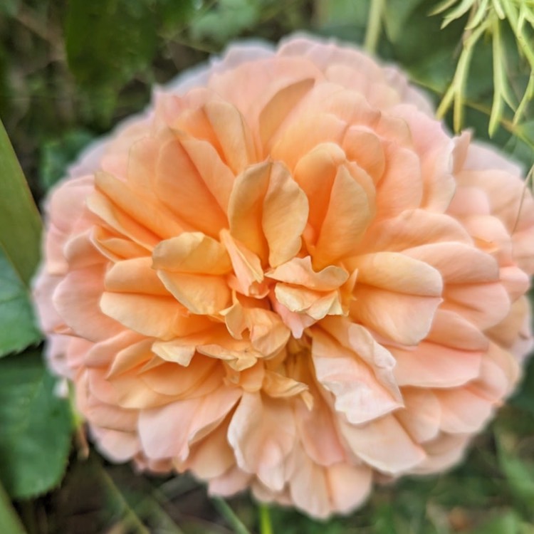 plant image 1673932 plant image 1673932