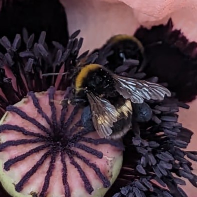 plant image 1673933 plant image 1673933