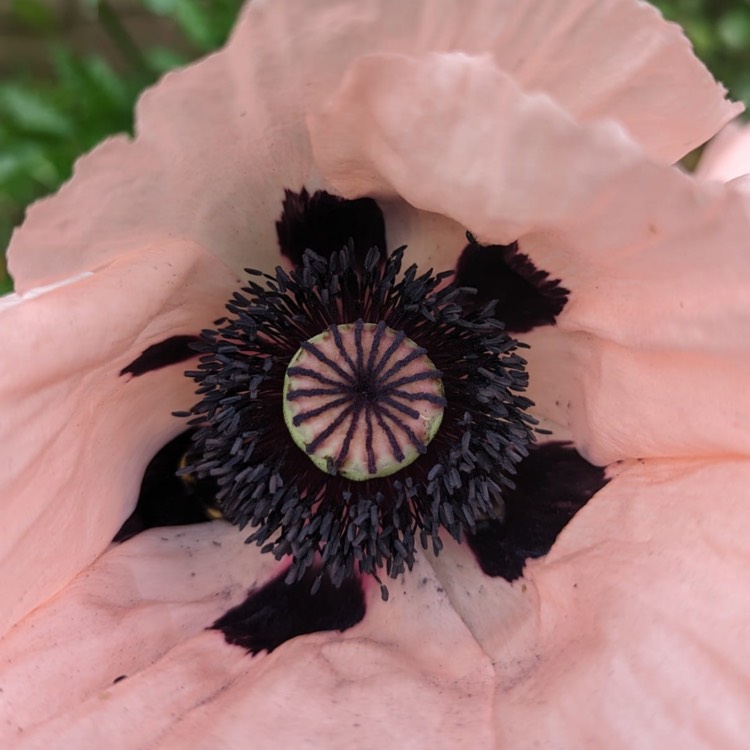 plant image 1673934 plant image 1673934
