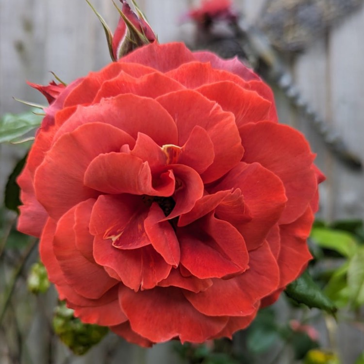 plant image 1673935 plant image 1673935