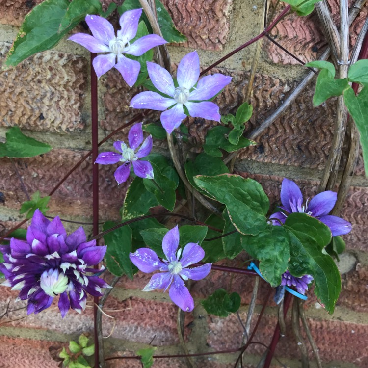 plant image 1675069 plant image 1675069