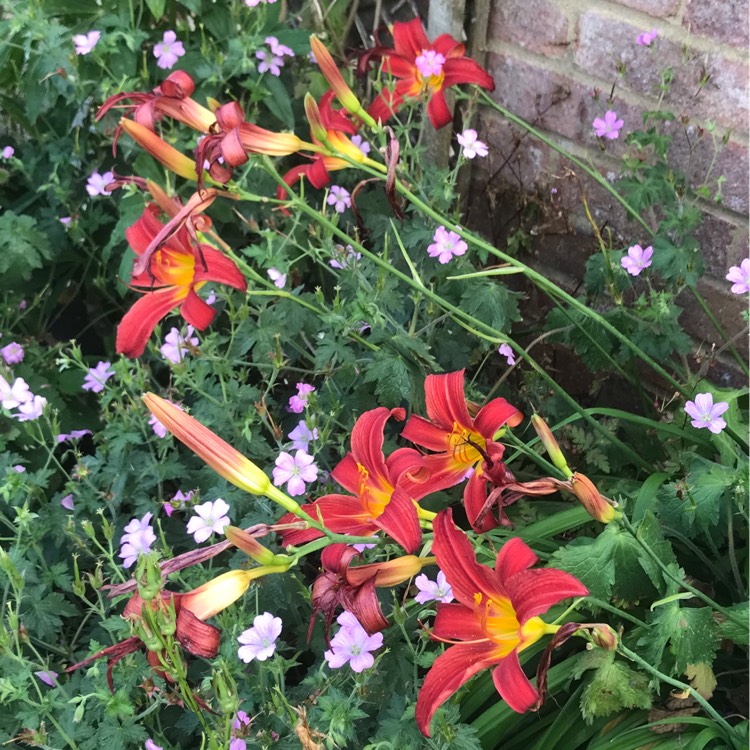 plant image 1676043 plant image 1676043