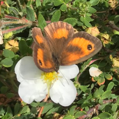 Christine's garden