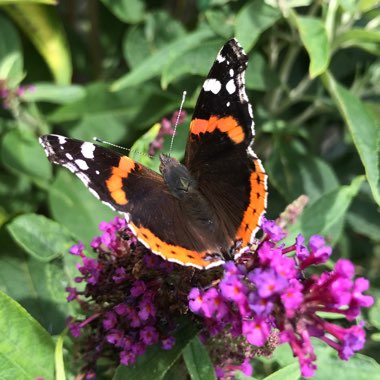 Christine's garden