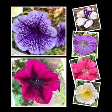 Petunia
