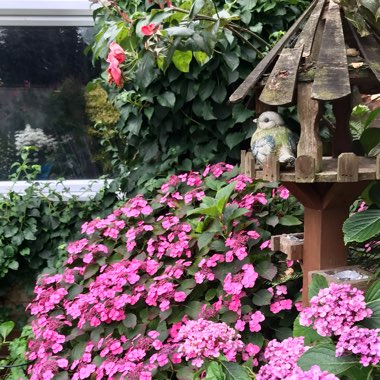 Christine's garden