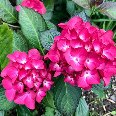Hydrangea