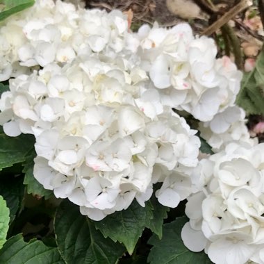 Hydrangea