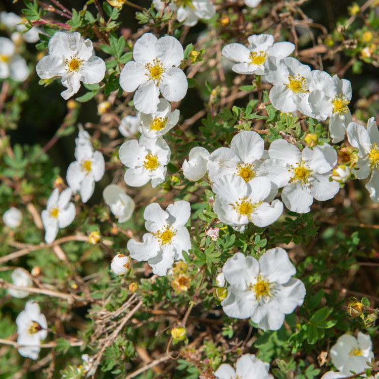 plant image 1708686 plant image 1708686