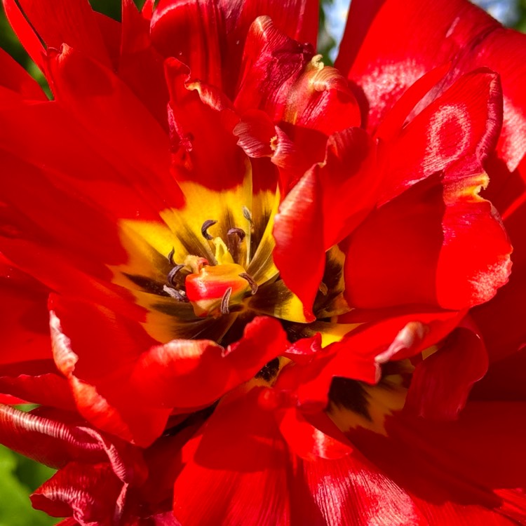 plant image 1708688 plant image 1708688