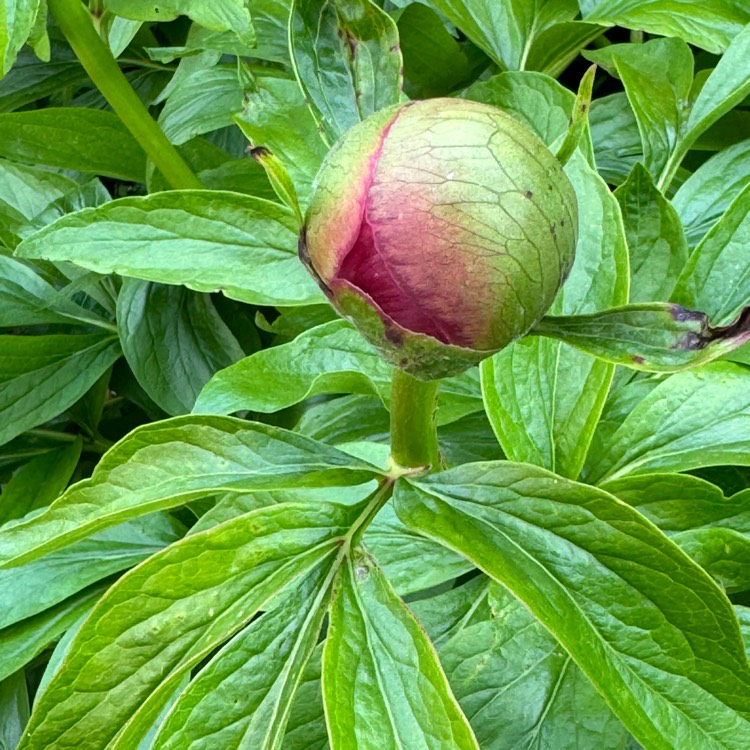 plant image 1708691 plant image 1708691