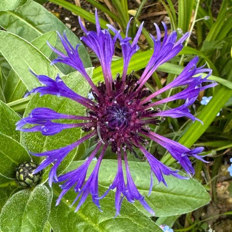 plant image 1708694 plant image 1708694