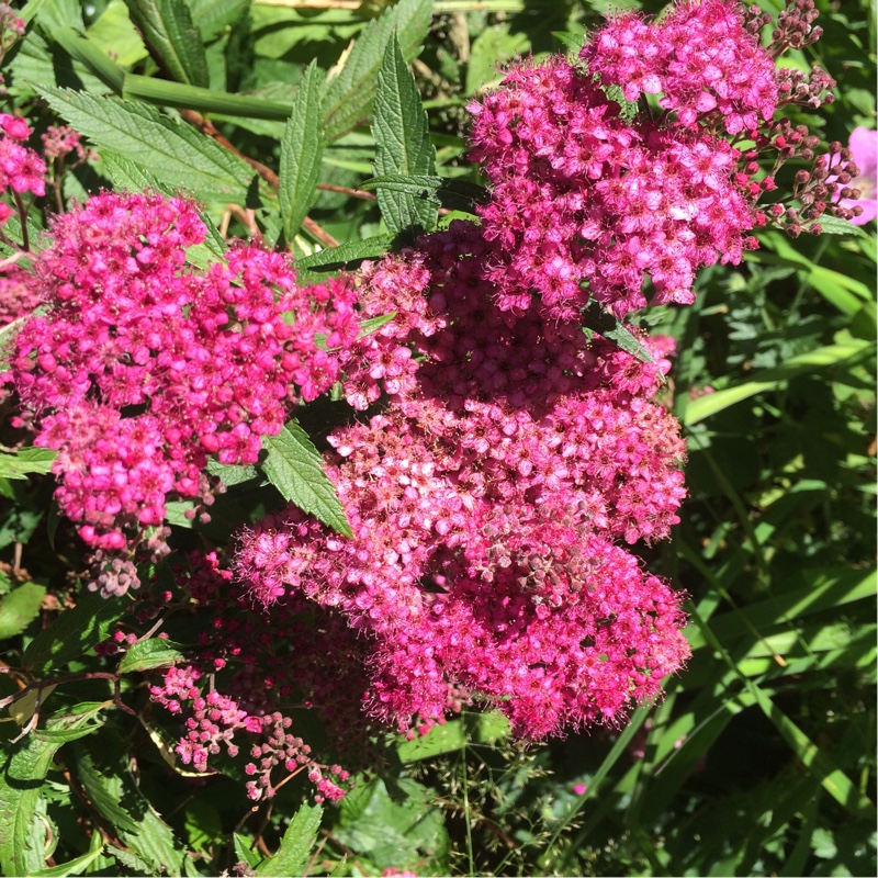 plant image 171337 plant image 171337