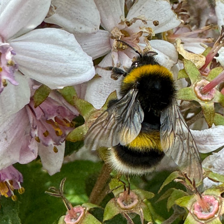 plant image 1714008 plant image 1714008