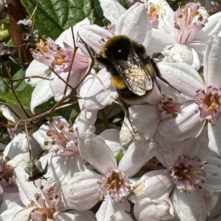 plant image 1714010 plant image 1714010