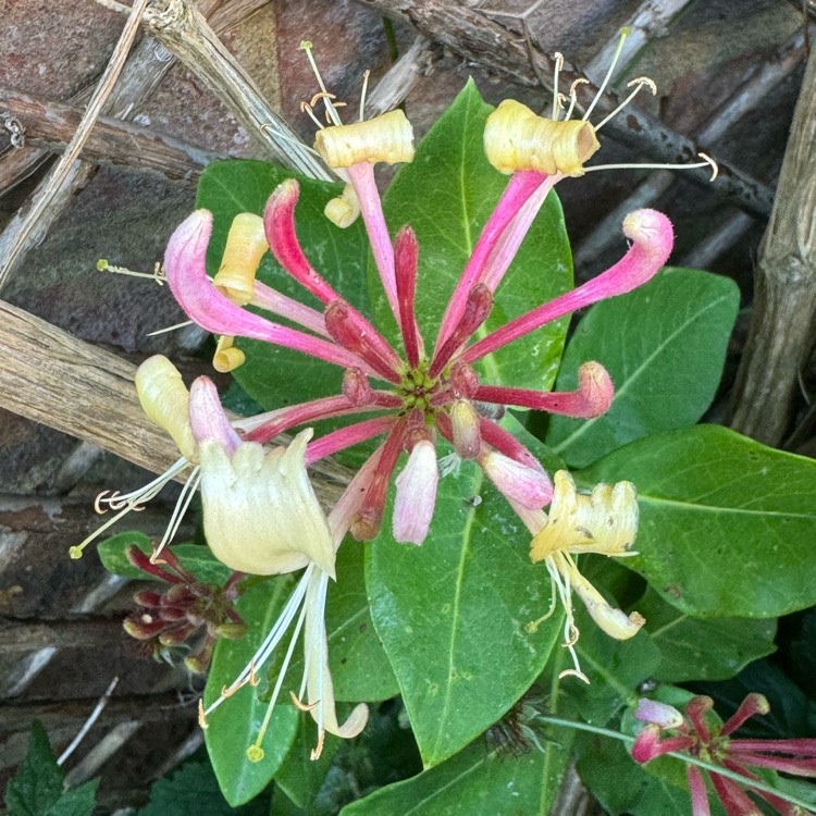 plant image 1714030 plant image 1714030