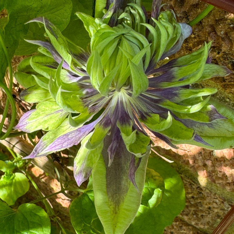 plant image 1714031 plant image 1714031