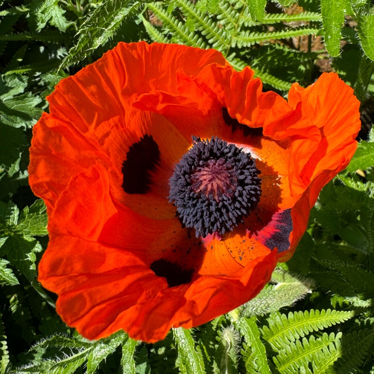 plant image 1714037 plant image 1714037