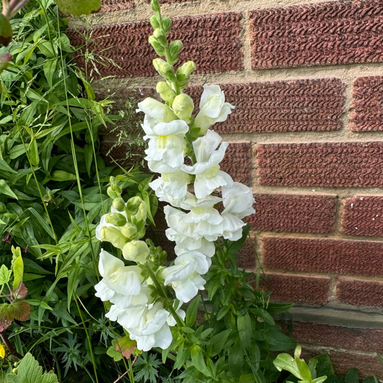 plant image 1714052 plant image 1714052