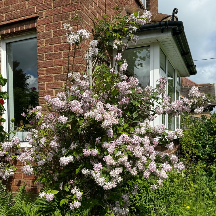 plant image 1714055 plant image 1714055
