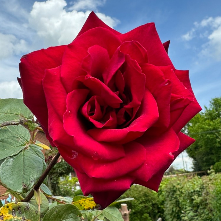 plant image 1714063 plant image 1714063