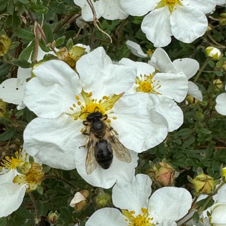 plant image 1714066 plant image 1714066