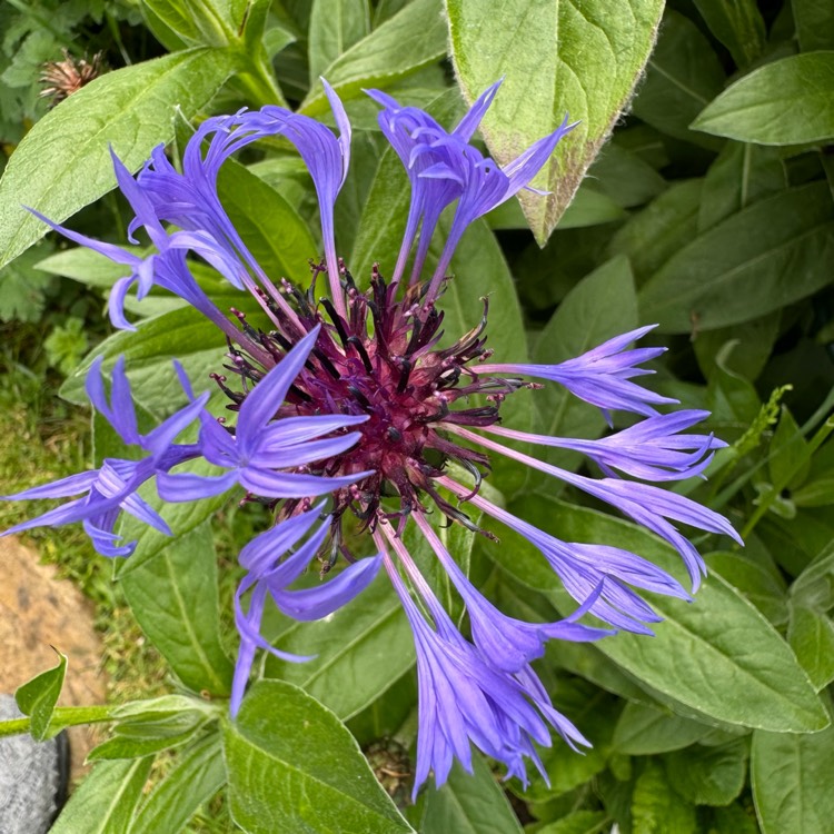 plant image 1714077 plant image 1714077