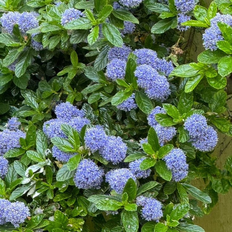 plant image 1714103 plant image 1714103