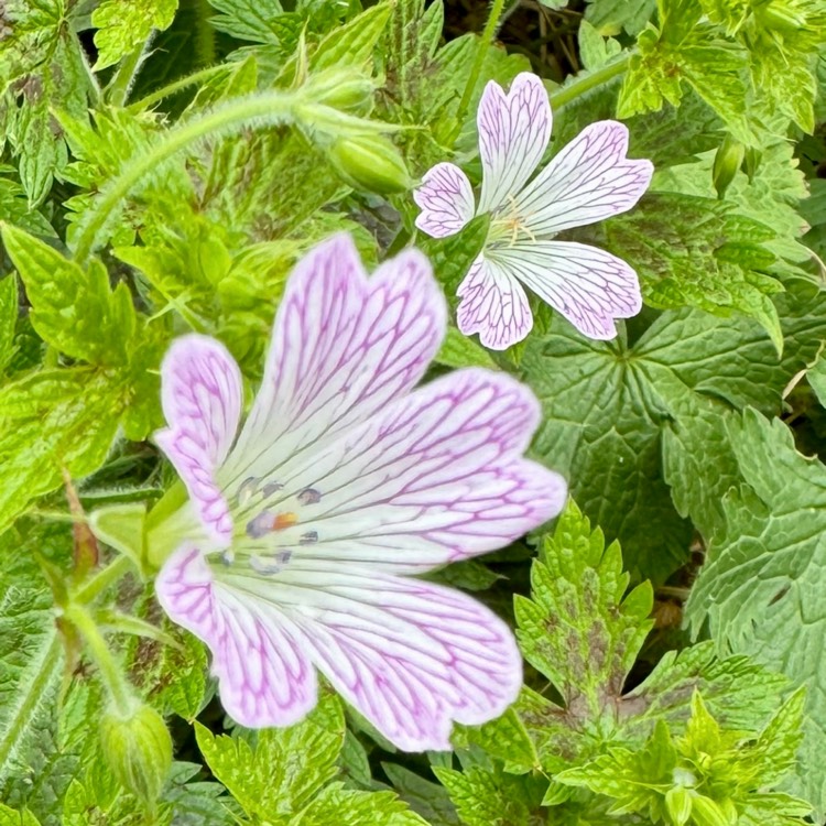 plant image 1714104 plant image 1714104