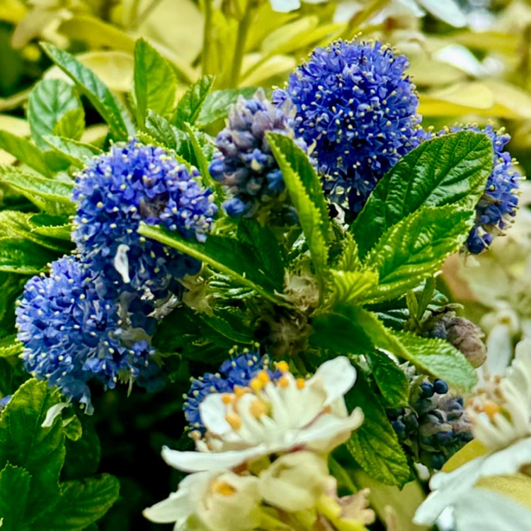 plant image 1714117 plant image 1714117