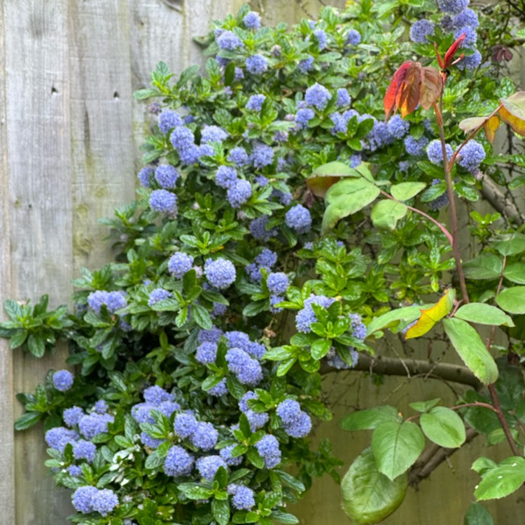 plant image 1714123 plant image 1714123