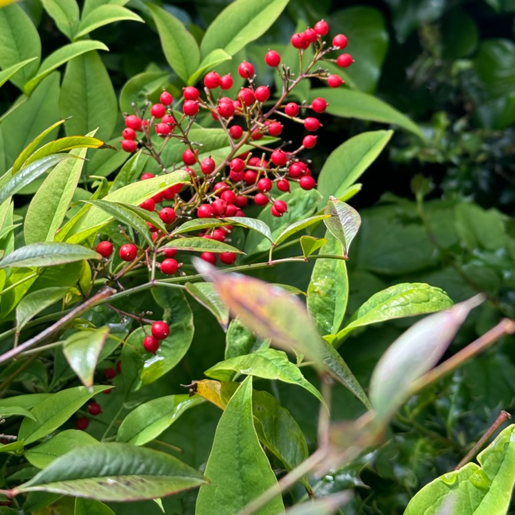 plant image 1714129 plant image 1714129