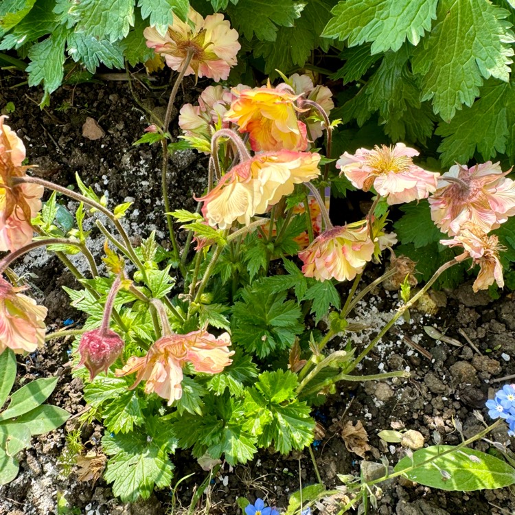 plant image 1714133 plant image 1714133