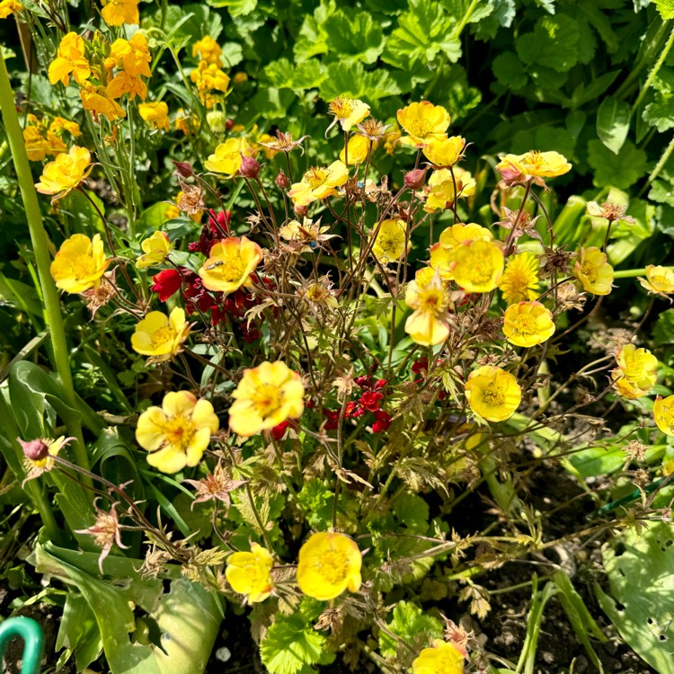 plant image 1714135 plant image 1714135