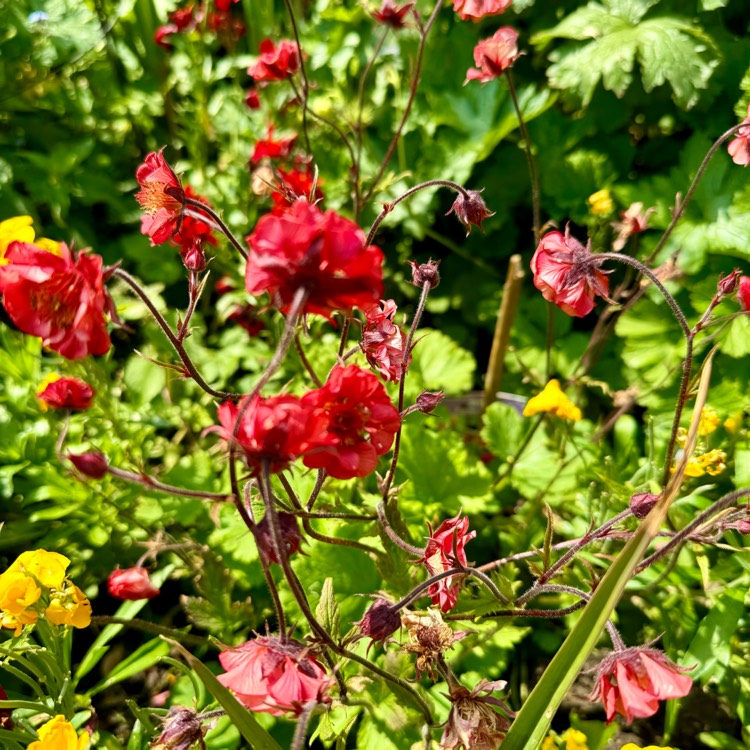 plant image 1714136 plant image 1714136