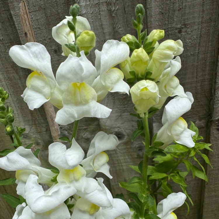 plant image 1718182 plant image 1718182