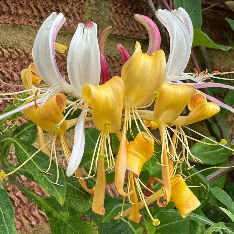 plant image 1719448 plant image 1719448