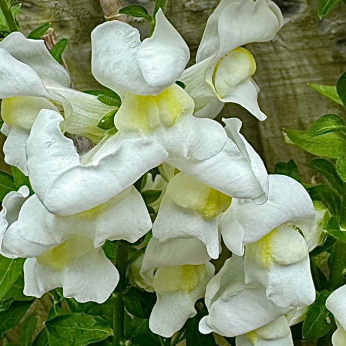 plant image 1719803 plant image 1719803