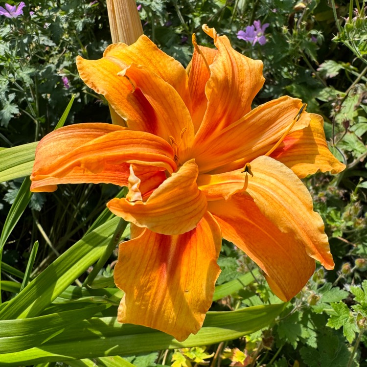 plant image 1720098