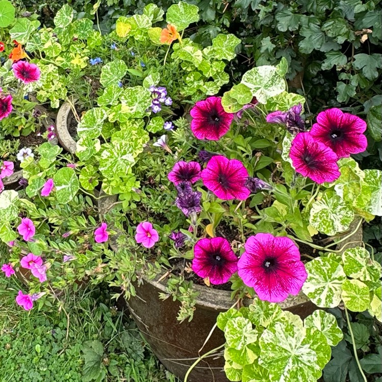 plant image 1720552 plant image 1720552