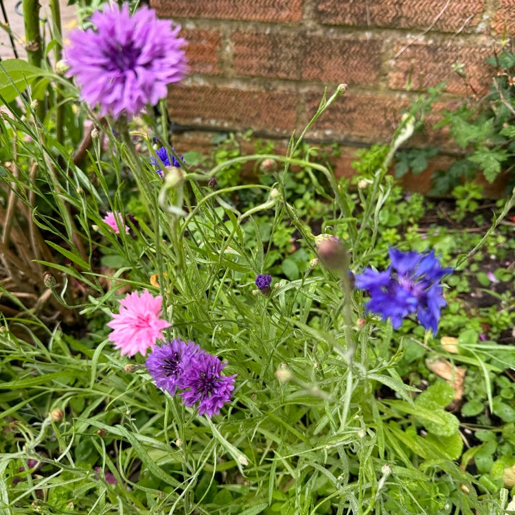 plant image 1720553 plant image 1720553