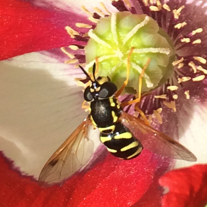 plant image 175503